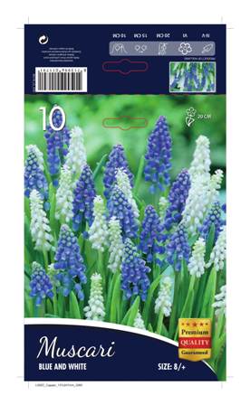 Мускари Blue and White